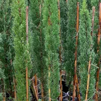 سرو شیراز|خدمات باغبانی و درختکاری|چابکسر, |دیوار