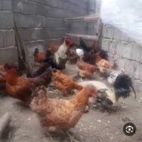 معاوضه مرغ زینتی با غاز یا بوقلمون