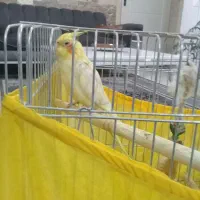 عروس هلندی لوتینو. نر.سخنگو|پرنده|شهریار, شهریار|دیوار