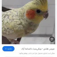 عروس هلندی گمشده در خیابان سهندیه مجتمع الهیه