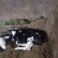 گاوسیمنتال با گوساله ماده|حیوانات مزرعه|ایجرود, |دیوار