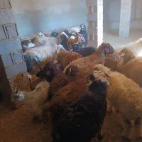 بیست عدد بره سبک .قیمت 410000|حیوانات مزرعه|شیراز, ارم|دیوار