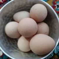 تخم مرغ شاخدار نطفه دار