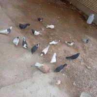 رنگی در گتوند