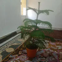 گل برافروش
