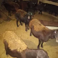 میش|حیوانات مزرعه|فیروزکوه, |دیوار