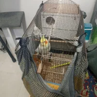 قفس پرنده|لوازم جانبی حیوانات|مشهد, محمدآباد|دیوار