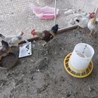 فروش یامعاوضه بامرغ|پرنده|شاهین‌شهر, آرامستان بهشت معصومه|دیوار