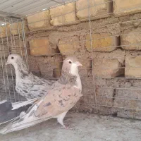 کبوترساده خشرنگ هفترنگ چپ نر