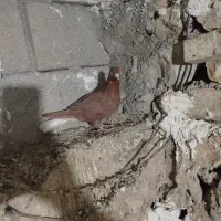 کبوتر طوقی و دمبی ماده|پرنده|دوگنبدان, |دیوار