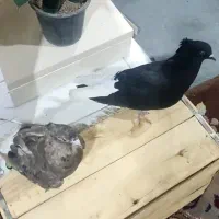 کبوتر جفت دم سفید شکلاتی با سیاه