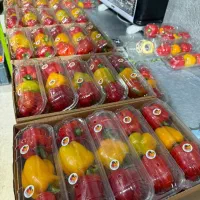 استخدام نیرو کار خانم و اقا