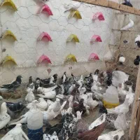 پرنده کبوتر