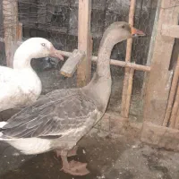 قوقاز ی جفت|حیوانات مزرعه|آزادشهر, |دیوار