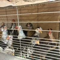 نیمچه گلین دو ماهه|حیوانات مزرعه|بابل, |دیوار