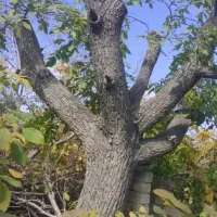 خرید انواع چوب باغی با قیمت مناسب|خدمات باغبانی و درختکاری|بافت, |دیوار