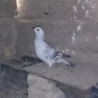 سلام سه کفتر دونر ویک.ماد 1500000