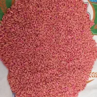 بذر گندم آبی(پیشگام)دیم(سرداری)|خدمات باغبانی و درختکاری|قروه, |دیوار