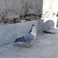 ریش سبز .خال سیاه افغان . کله سرخ زرد چپ سیاه نقش|پرنده|بیرجند, |دیوار