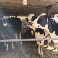 گاو و گوساله