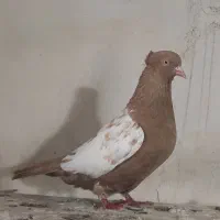 کبوتر سینه زرد ماده ذات دار