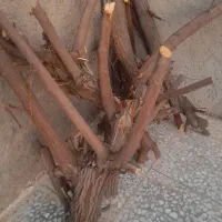 چوب برای آتیش...