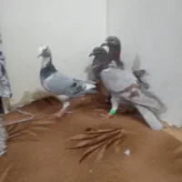 کفتر پرشی