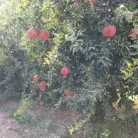 باغ-1500-متری-دیدنی-در-شهر-ری