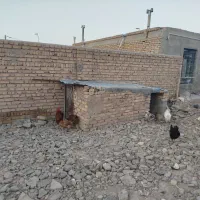 مرغ و خروس