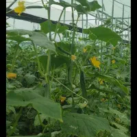 اجاره گلخانه