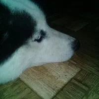 هاسکی بالغ نر|سگ|رشت, گیل|دیوار