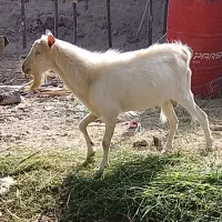 نری وگیسه مایکرد|حیوانات مزرعه|زاهدان, |دیوار