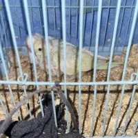 مرغ عشق تک رنگ کم یاب|پرنده|کرمانشاه, |دیوار