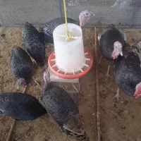 بوقلمون نروماده انگلیسی