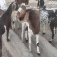 بز نر و ماده دورگ پاکستانی جوان شش ماه و هفت ماهه