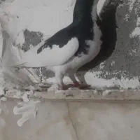 کفتر|پرنده|شیراز, پودنک|دیوار