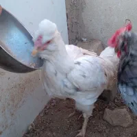 مرغ خروس گلین|حیوانات مزرعه|بهارستان, |دیوار