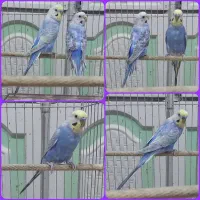 جفت مرغ عشق رینبو تخم وجوجه ای