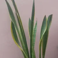 گل سانسوریا