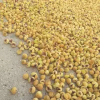 فروش نهال انجیرصد یک (خود استهبان)|خدمات باغبانی و درختکاری|رونیز, |دیوار