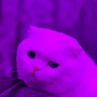 گربه اسکاتیش