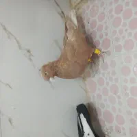 بهبونی|پرنده|شیراز, کرونی(خاتونک)|دیوار