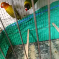 عروس هندی|پرنده|رشت, دیانتی|دیوار