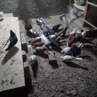 کبوتر ساده