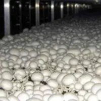 قارچ تازه...درجه ۱و۲و۳|خوردنی و آشامیدنی|هشتگرد, شهرک ایران خودرو|دیوار