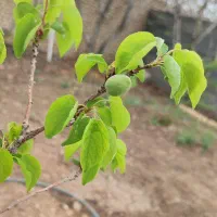 باغچه-370متری