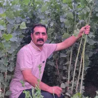 صنوبر نیگرا۲متری سود بالا انتخاب هوشمندانه|خدمات باغبانی و درختکاری|چالدران, |دیوار