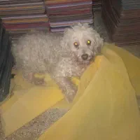 واگذاری رایگان سگ