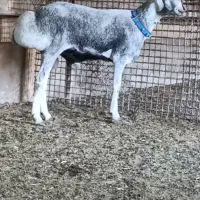 ۷ راس میش بره قوچی چینی قندوزی اصیل افغان وارداتی