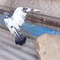 شیخ|حیوانات|آبادان, |دیوار